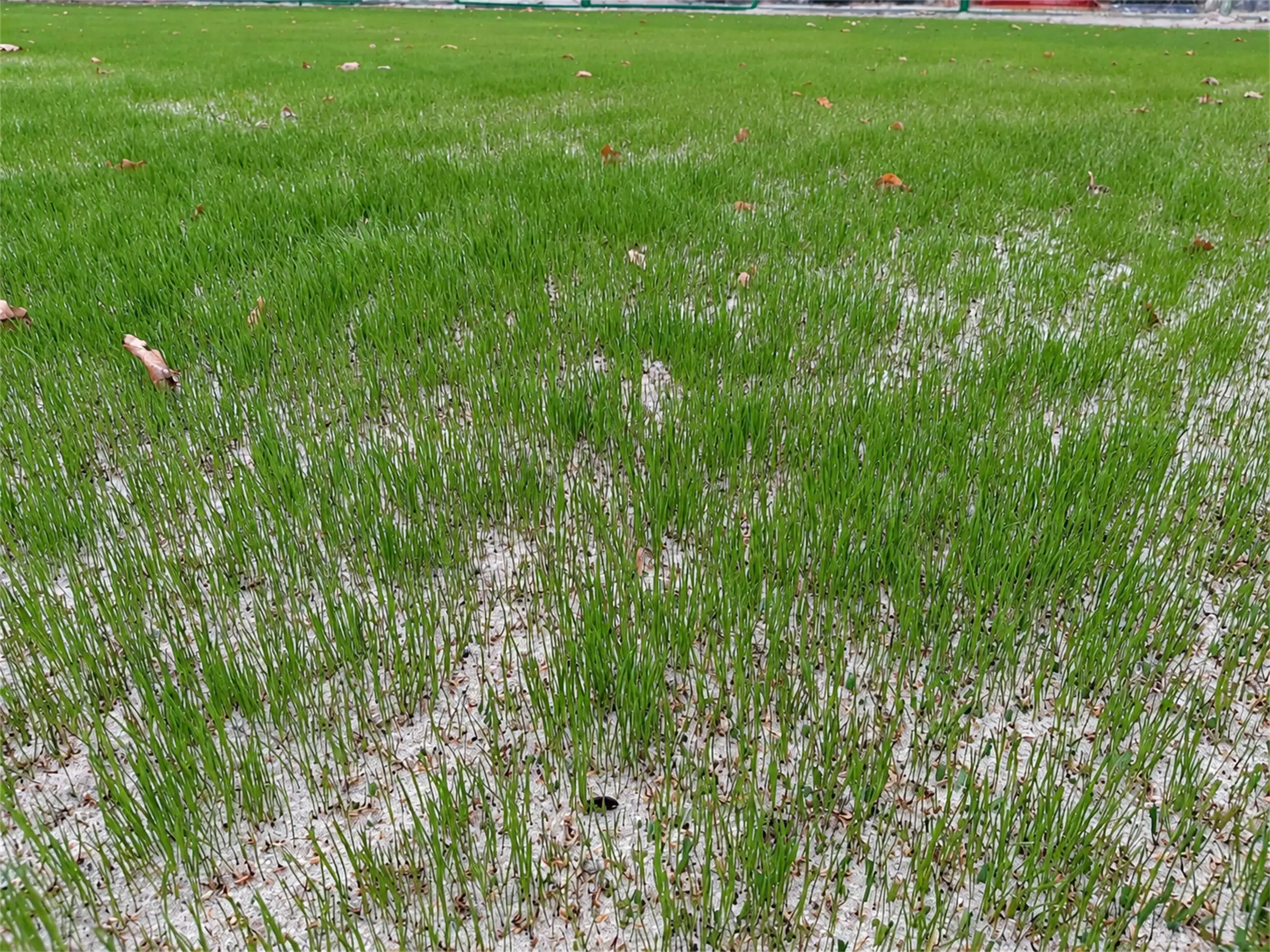 Turf seedlings after seeding